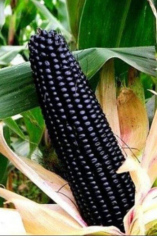 Blue Hopi corn