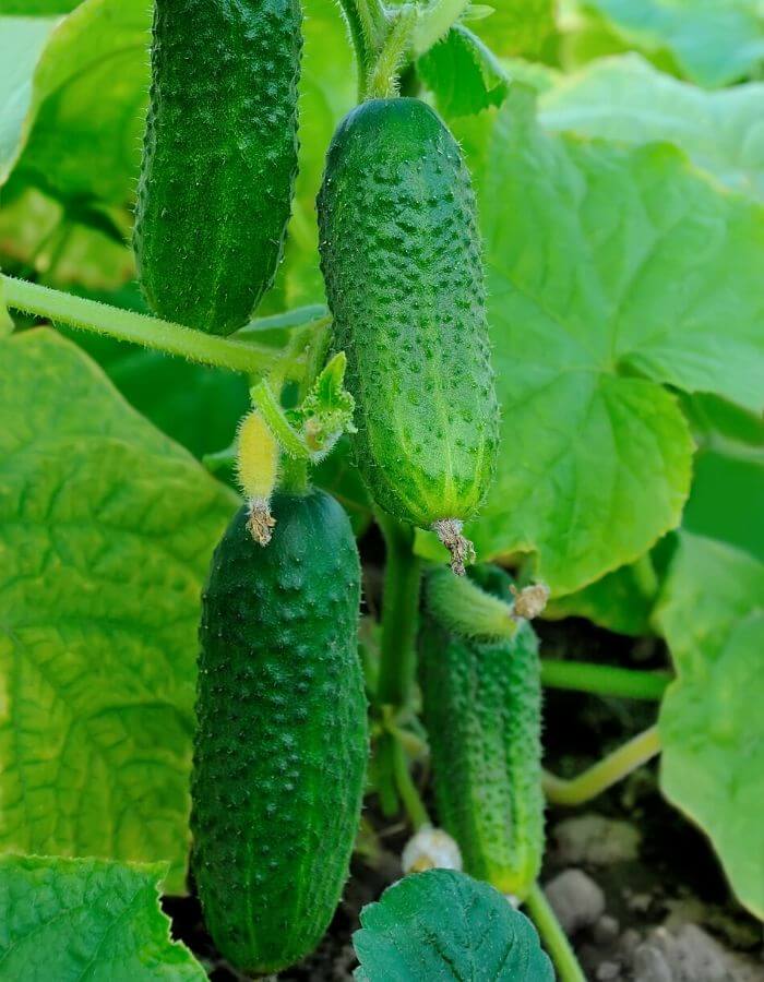 Caring For Cucumbers In Pots