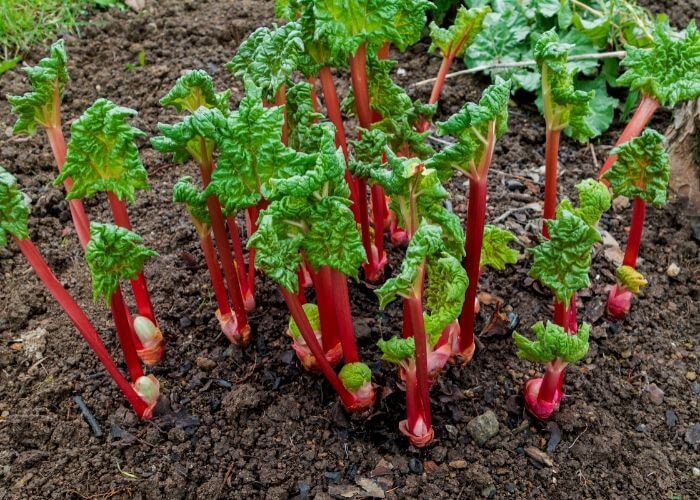 14 Absolute Best Rhubarb Varieties To Grow In Your Garden Gardening
