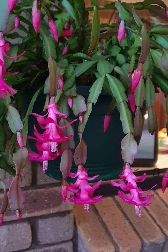Christmas cactus