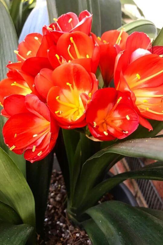 12 LowLight Flowering Indoor Plants To Brighten Your Home Gardening