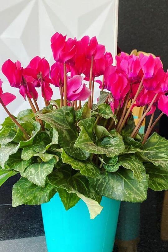 12 LowLight Flowering Indoor Plants To Brighten Your Home Gardening