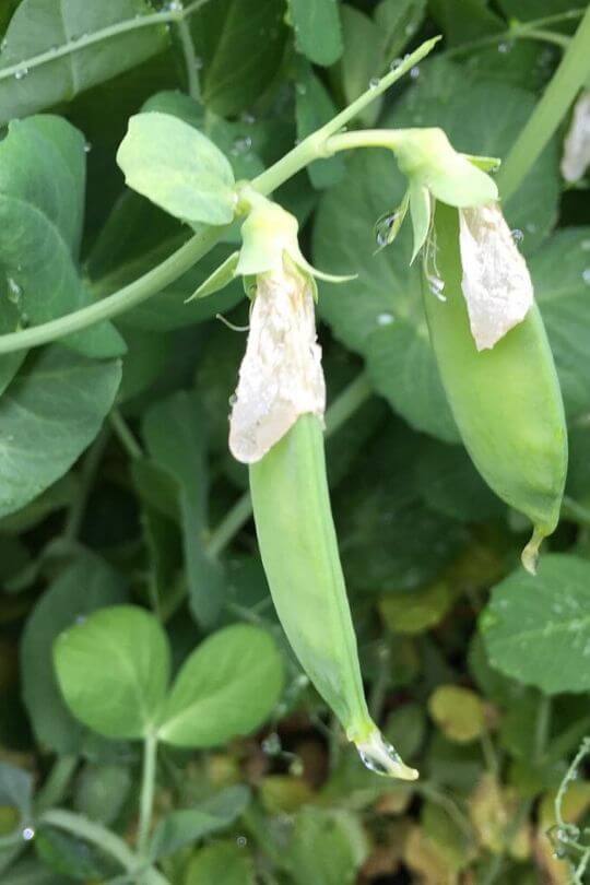 De Grace Snow Pea