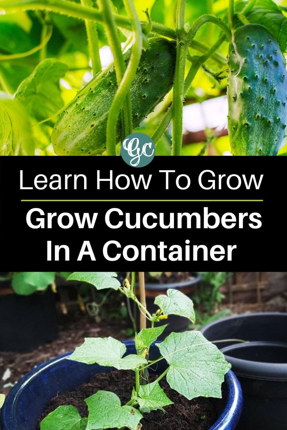 Everything You Need To Know About Growing Cucumbers In Pots