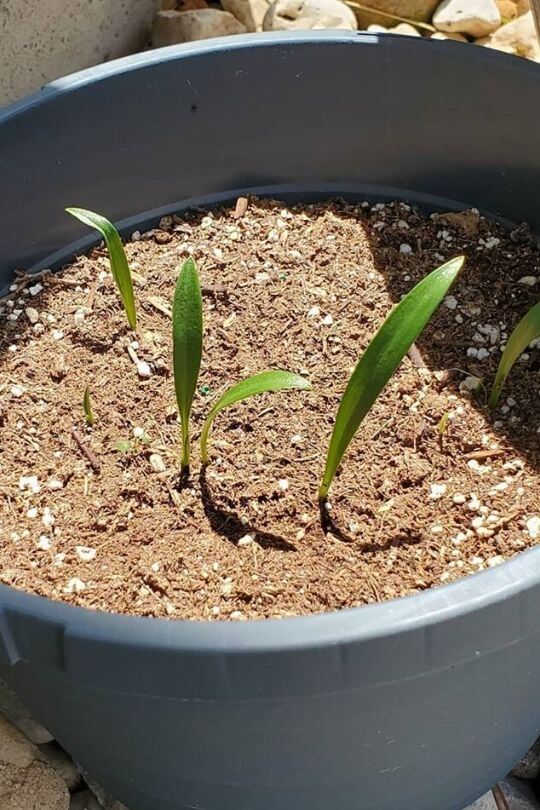 The Pros And Cons Of Using Cedar Mulch In Gardens - Gardening Chores