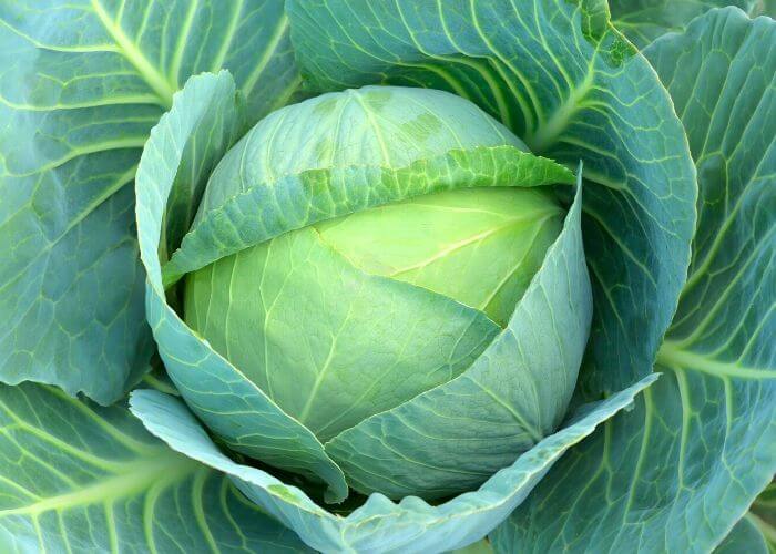14 Different Types Of Cabbage Varieties For Your Garden Gardening Chores