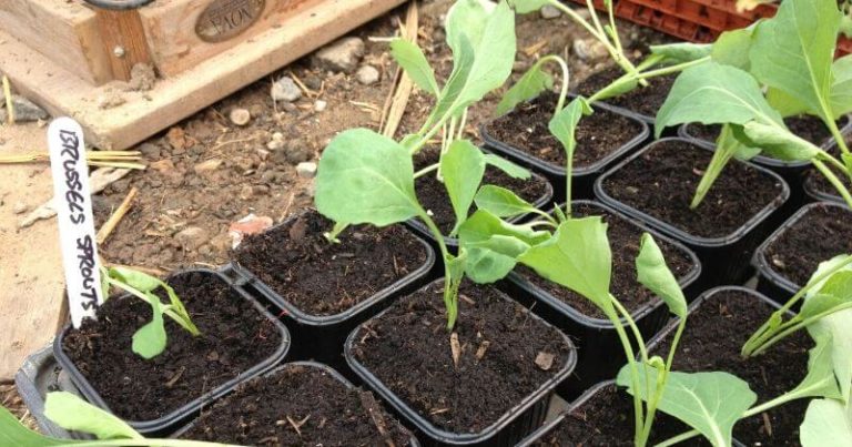 Everything You Need to Know about Growing Brussel Sprouts in Containers
