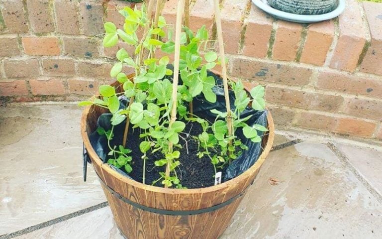 The Complete Guide to Growing Peas in Containers