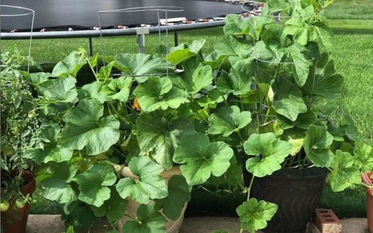 Is Growing Pumpkins in Containers Possible? Yes! Here’s How to Get Started