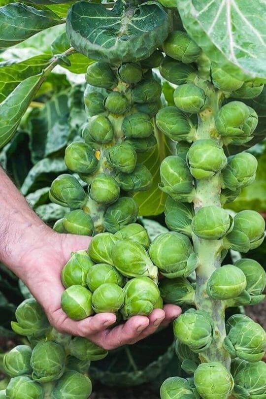Harvesting Brussel Sprouts