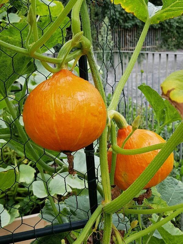 Harvesting Container Grown Pumpkins