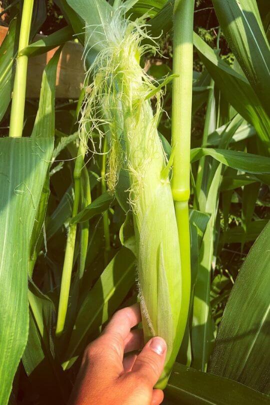 Harvesting Corn