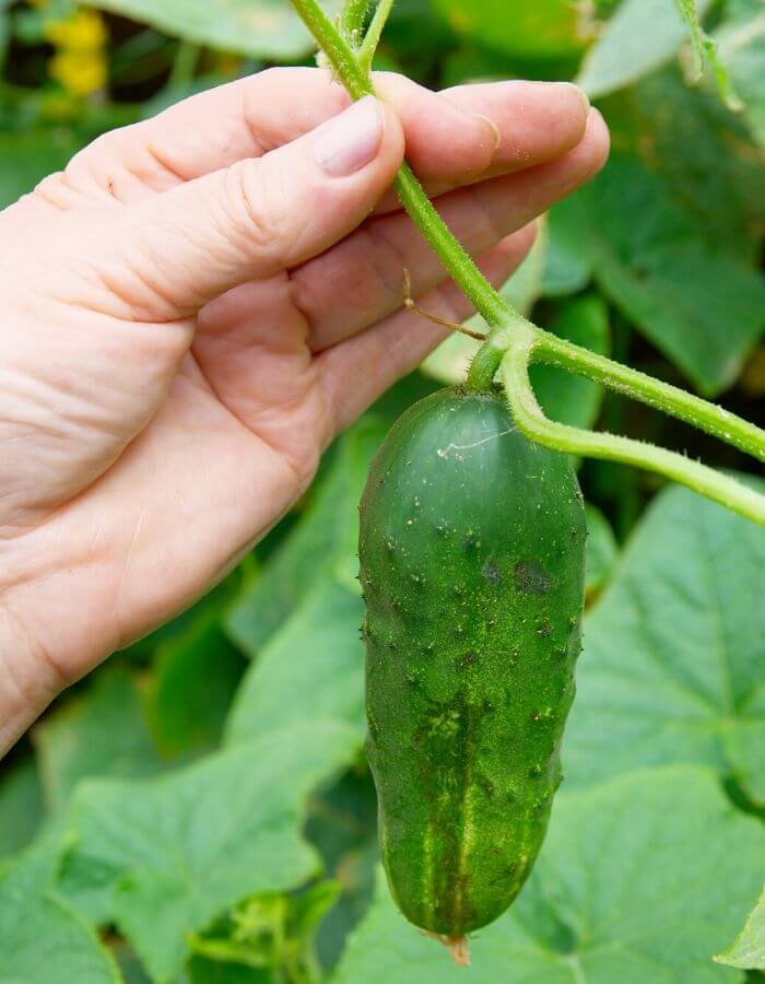 Harvesting Cucumbers In Containers