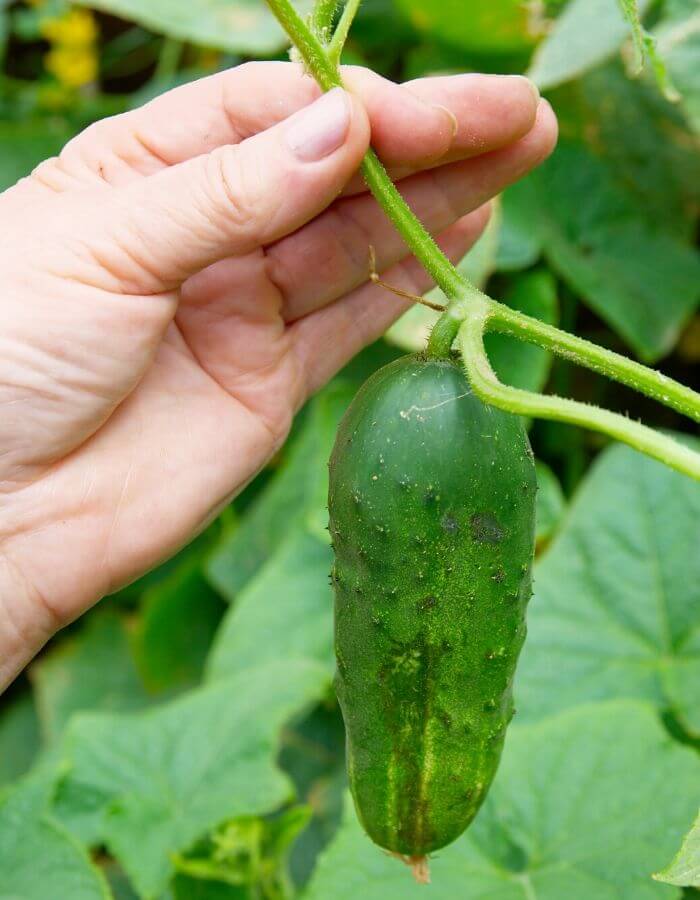 Harvesting Cucumbers In Containers Harvesting Cucumbers In Containers