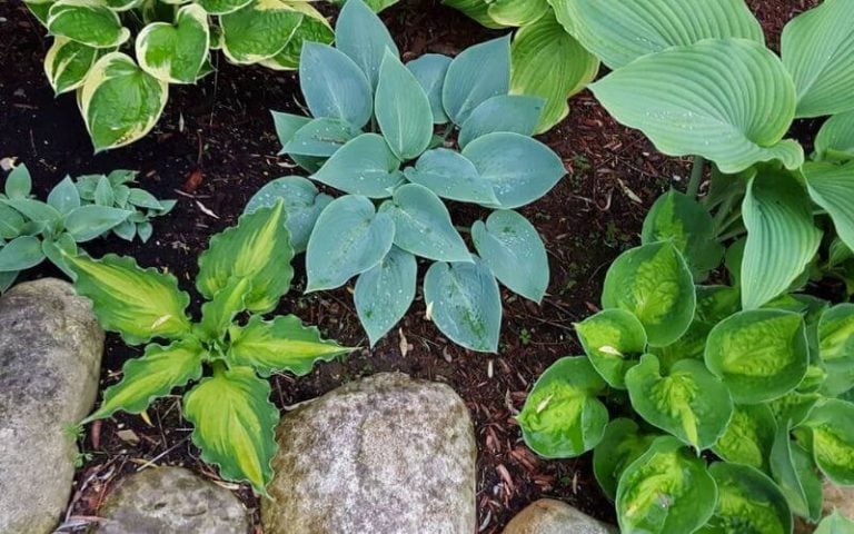 Hostas