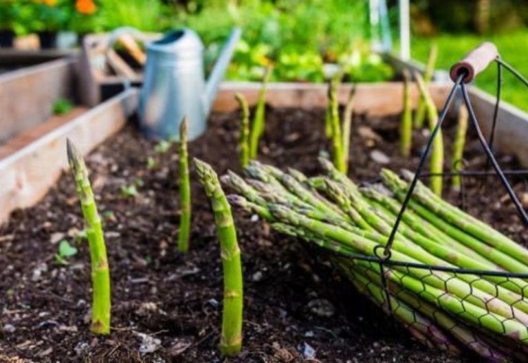 How to Successfully Grow Asparagus in a Container