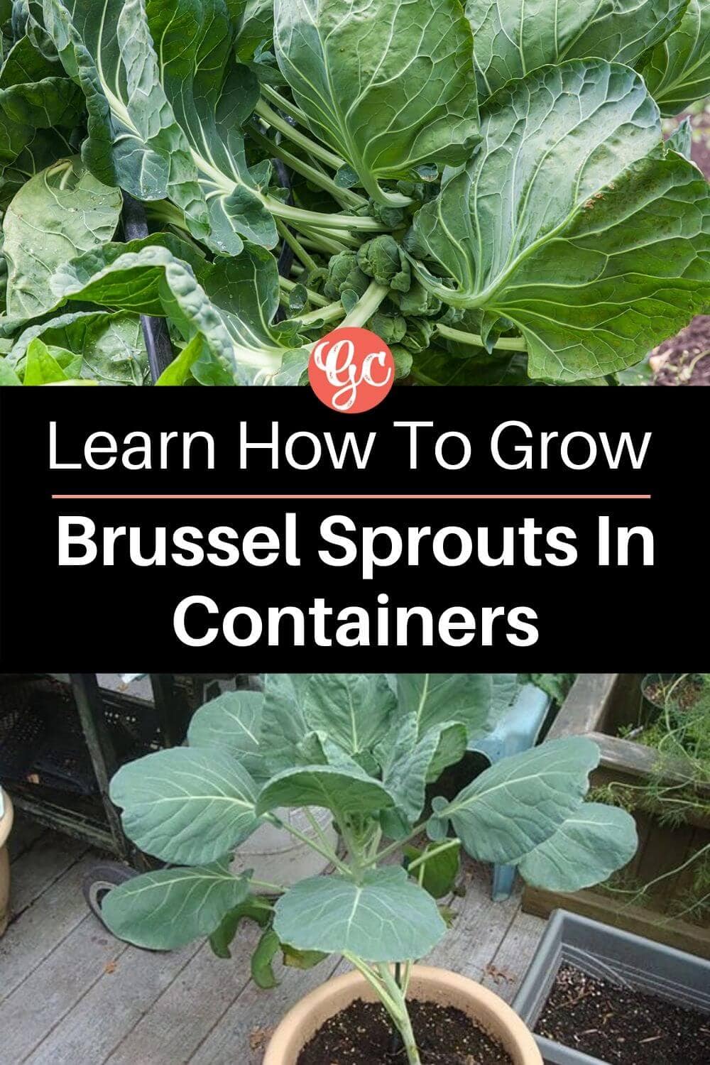 How to Grow Brussels Sprouts in Containers