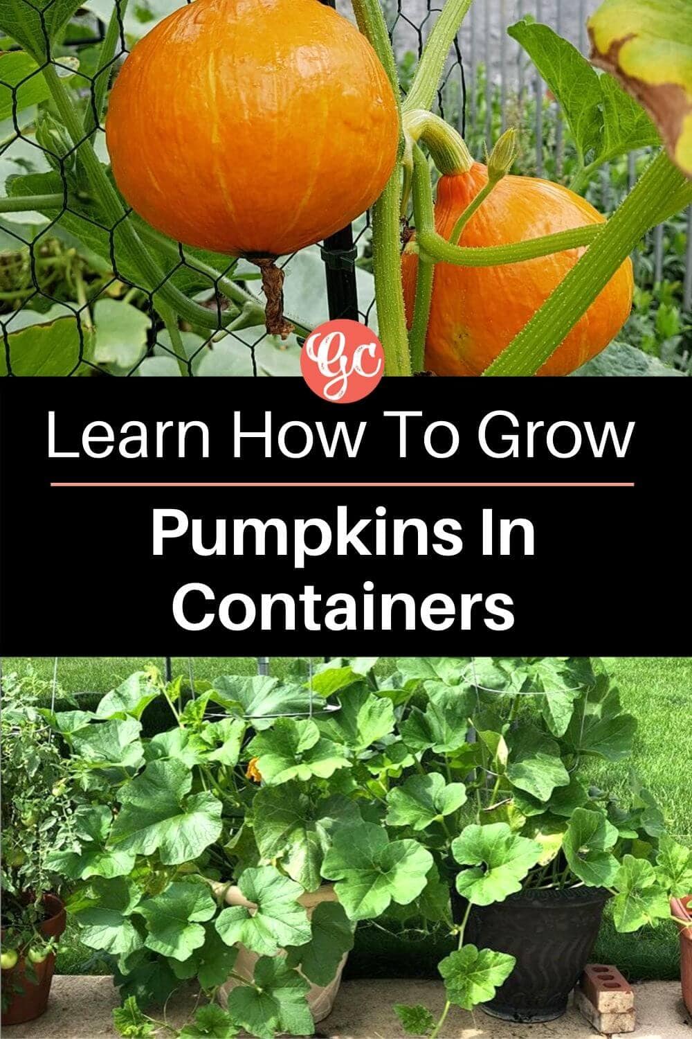 How to Grow Pumpkins in a Pot (Complete Guide)