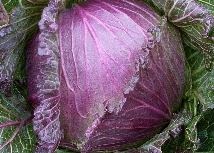 14 Different Types Of Cabbage Varieties For Your Garden Gardening Chores
