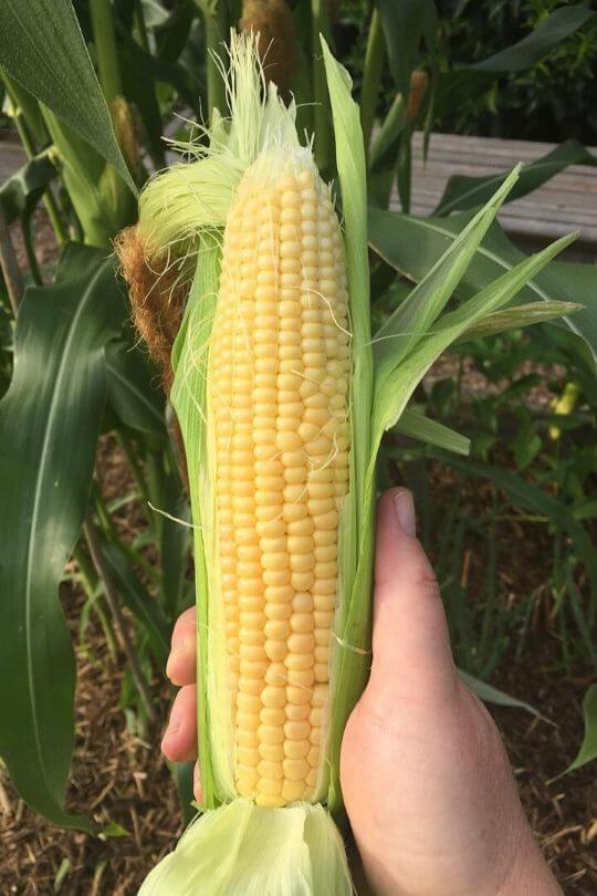 Jubilee Hybrid corn