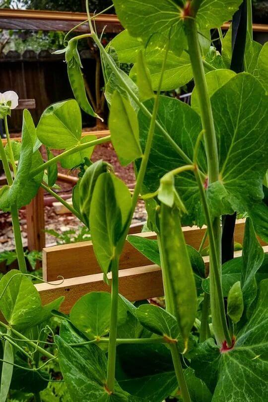 Know When to Plant Peas
