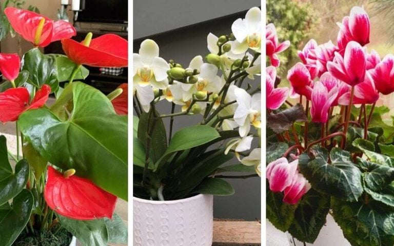 12 Low-Light Flowering Indoor Plants to brighten your home