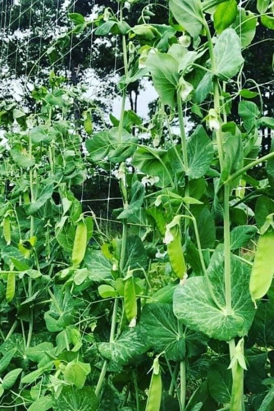 Mammoth Melting Sugar Snow Pea