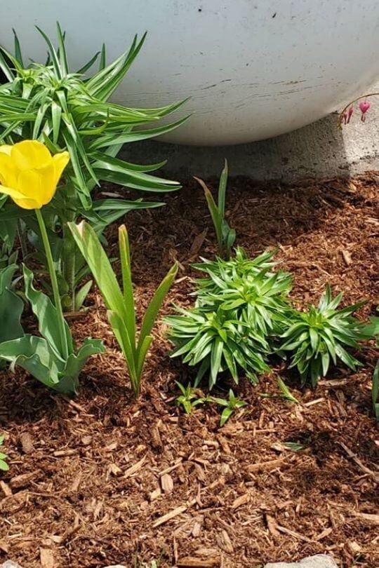 Mulching is Good for Your Garden