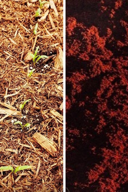 The Pros And Cons Of Using Cedar Mulch In Gardens Gardening Chores
