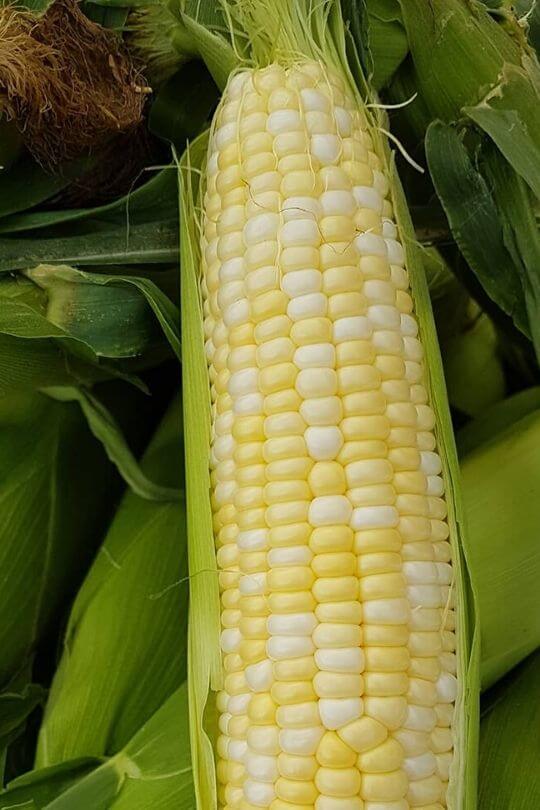 Nirvana Hybrid corn (1)