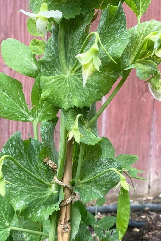 Oregon Sugar Pod Snow Pea Oregon Sugar Pod Snow Pea