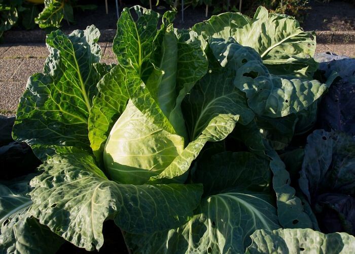 14 Different Types Of Cabbage Varieties For Your Garden Gardening Chores