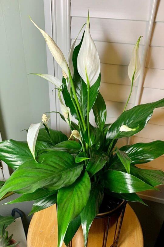 12 LowLight Flowering Indoor Plants To Brighten Your Home Gardening