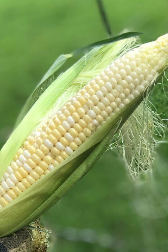 Picasso Hybrid corn