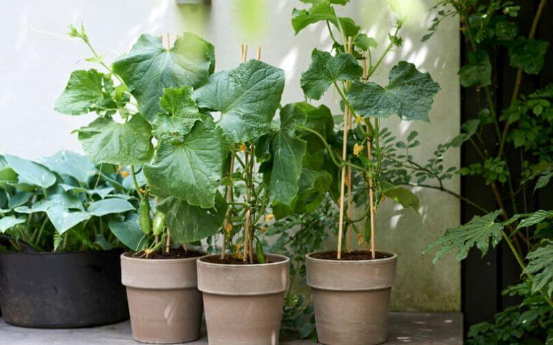 Picking A Container For Cucumbers
