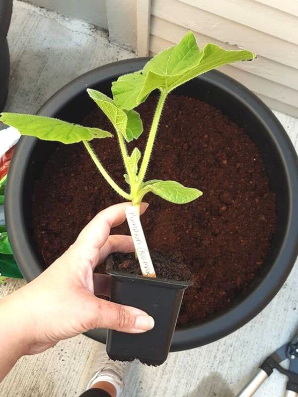 Plant The Pumpkin Seeds Or Seedlings In Containers