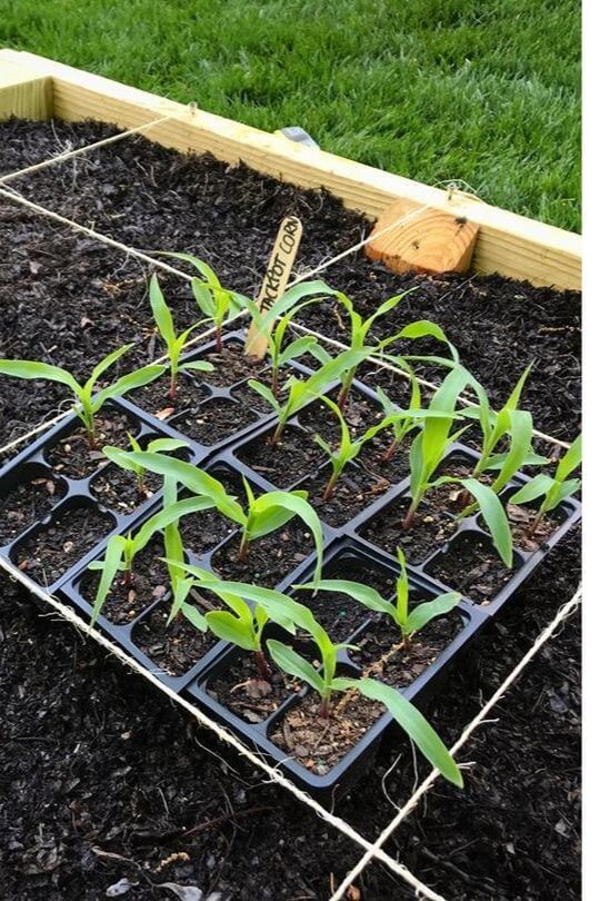 Plant Your Corn Seeds in the Pot