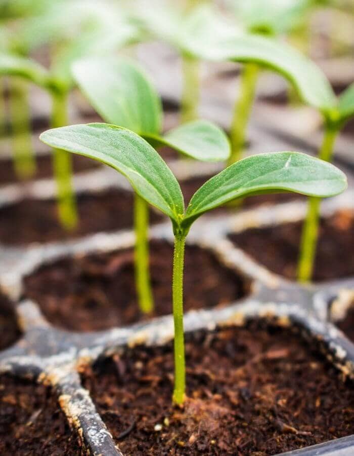 Planting Cucumber Seeds in Container