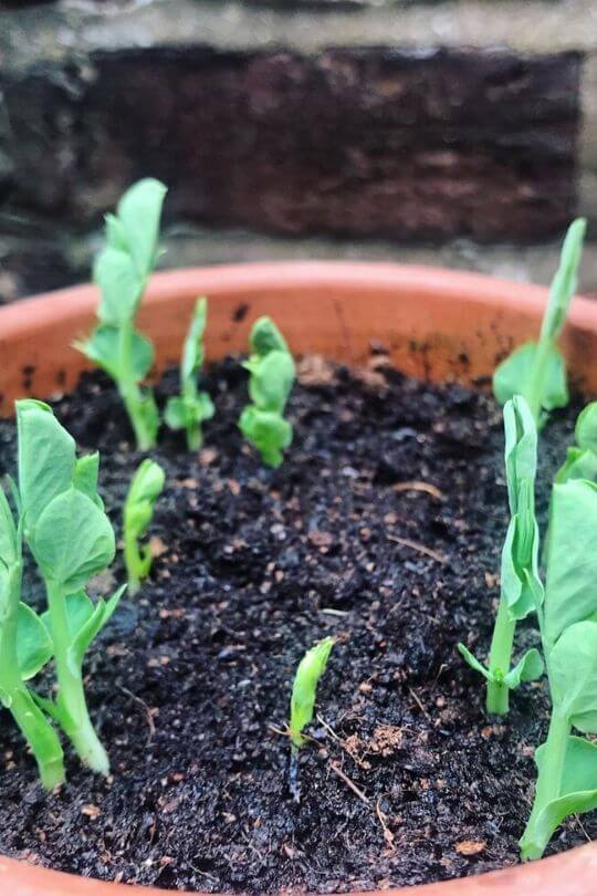 Planting Peas in the Pot