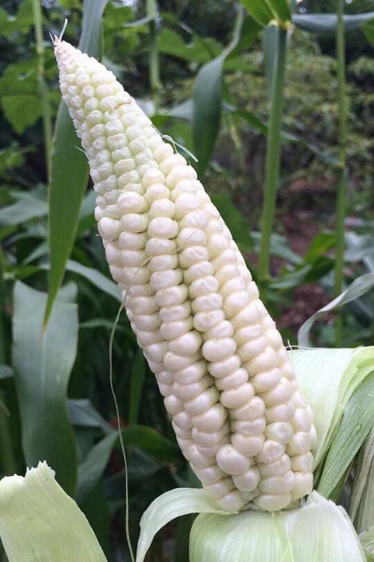Silver Queen Hybrid corn