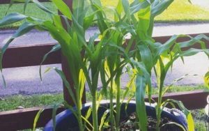 Start Growing Corn in Pots (2)