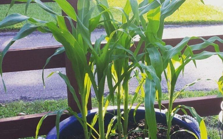 The Complete Guide to Growing Corn in Containers