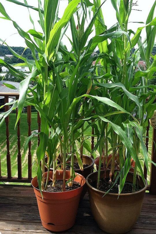 Start Growing Corn in Pots