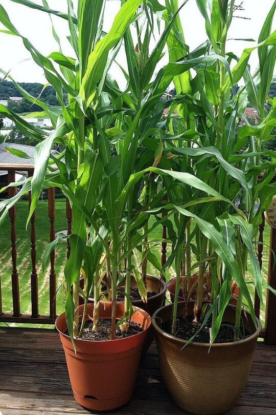 Start Growing Corn in Pots Start Growing Corn in Pots