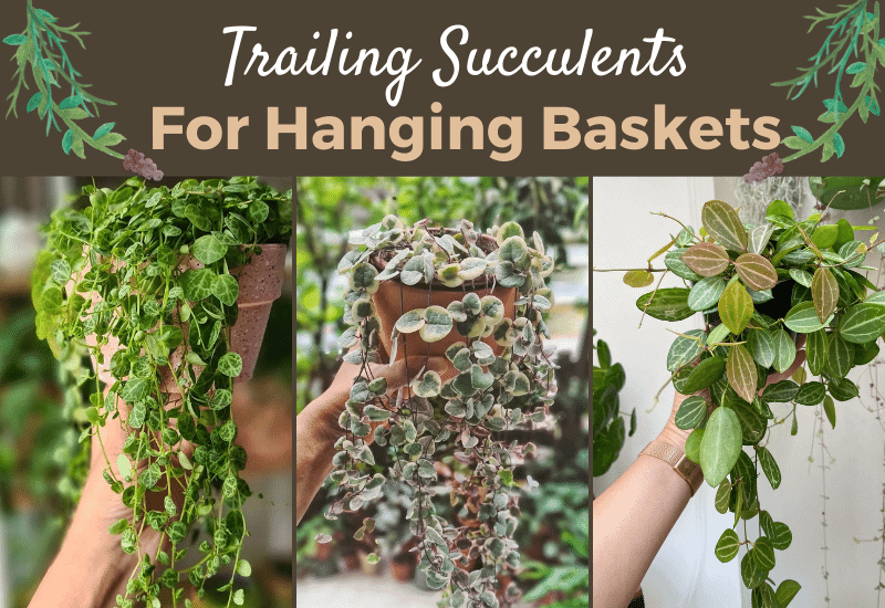 24 Trailing Succulents Perfect for Planting in Hanging Baskets