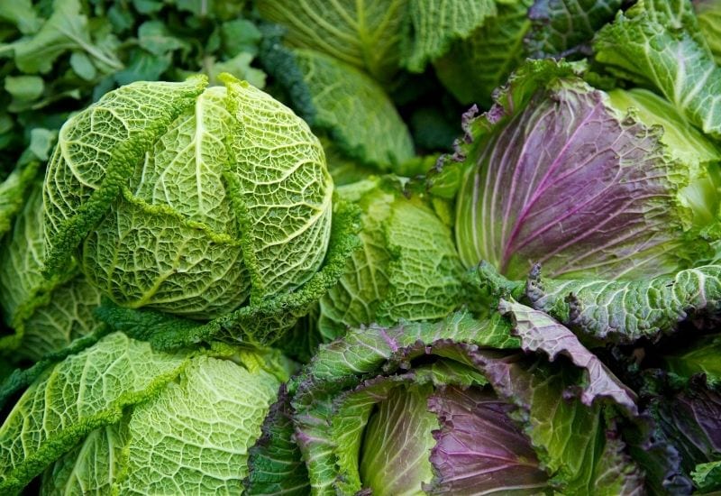 14 Different Types Of Cabbage Varieties For Your Garden Gardening Chores