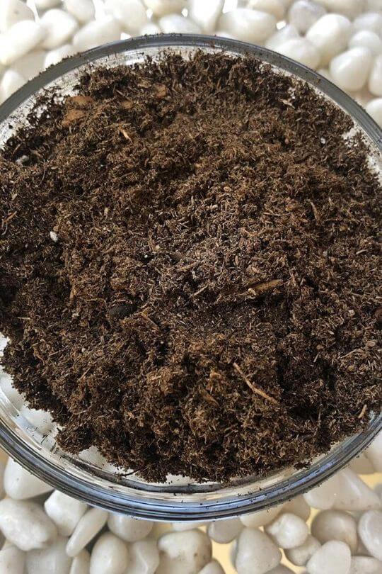 Peat Moss What It Is & How To Use It In Your Garden Gardening Chores