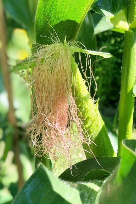 Water Your Corn Water Your Corn