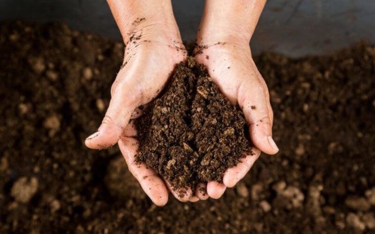 Peat Moss: What it is and How To Use It In Your Garden