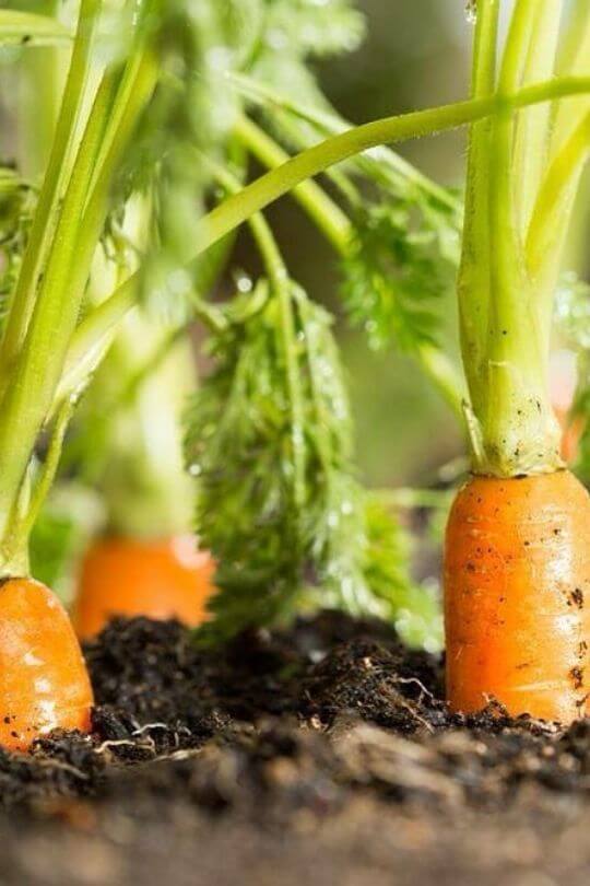 growing Carrots pot (1)